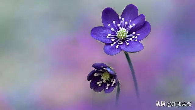 「一個人最好的活法,該忘就忘,該放就放,餘生不淒涼」 !