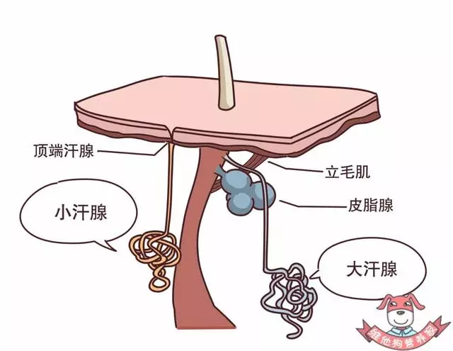 是體香還是汗臭?撩人體香吃出來?原來人的體味有這麼多名堂