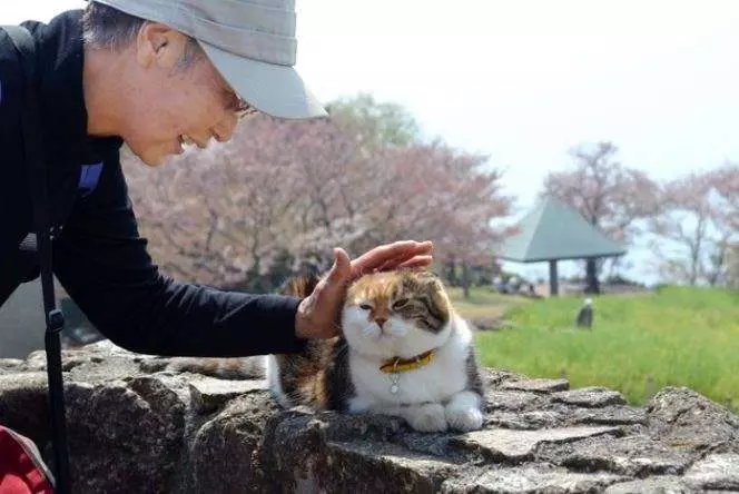 肉肉貓8年來一直「陪主人爬山」 靠一張「淡定登頂照」萌翻網路