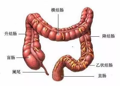 便秘好幾天沒有大便,糞便都去哪裡了?醫生告訴你治療方案