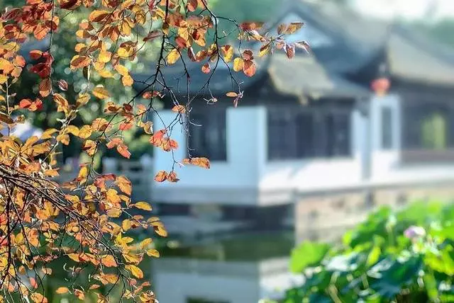 花蔸兒:心善,心寬,心正,心安!