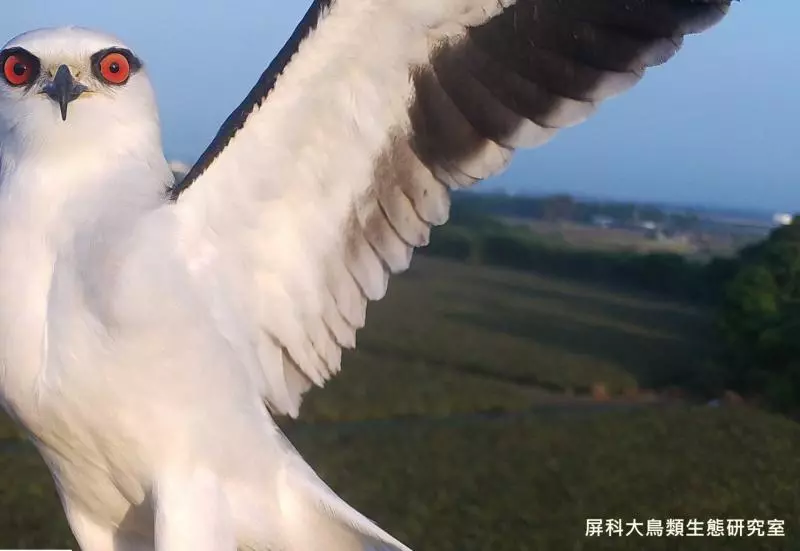 「人類不該為自私關牠」 加拿大正式通過法規:全面禁止飼養鯨豚!