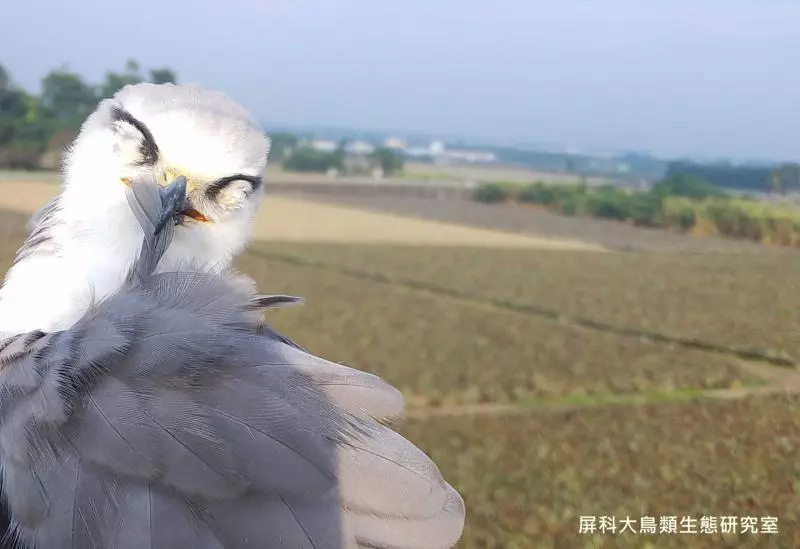 「人類不該為自私關牠」 加拿大正式通過法規:全面禁止飼養鯨豚!