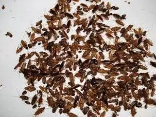 家裏有蟑螂很怕?快點學學阿婆,一根香蕉把家裏的蟑螂清光光!