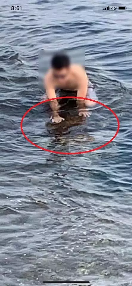 小琉球海龜疑似被遊客壓著玩,當事人喊冤是踩到海膽抓著石頭,網友「有沒有做你們心裡有數」