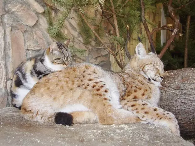 流浪小貓誤入「動物園禁區」 沒想到「跟對大哥」從此不愁吃穿