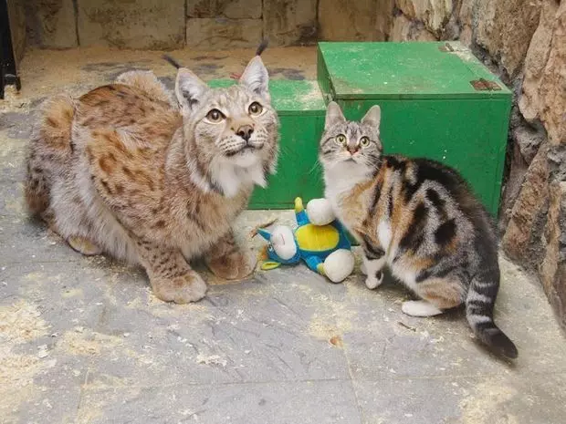 流浪小貓誤入「動物園禁區」 沒想到「跟對大哥」從此不愁吃穿