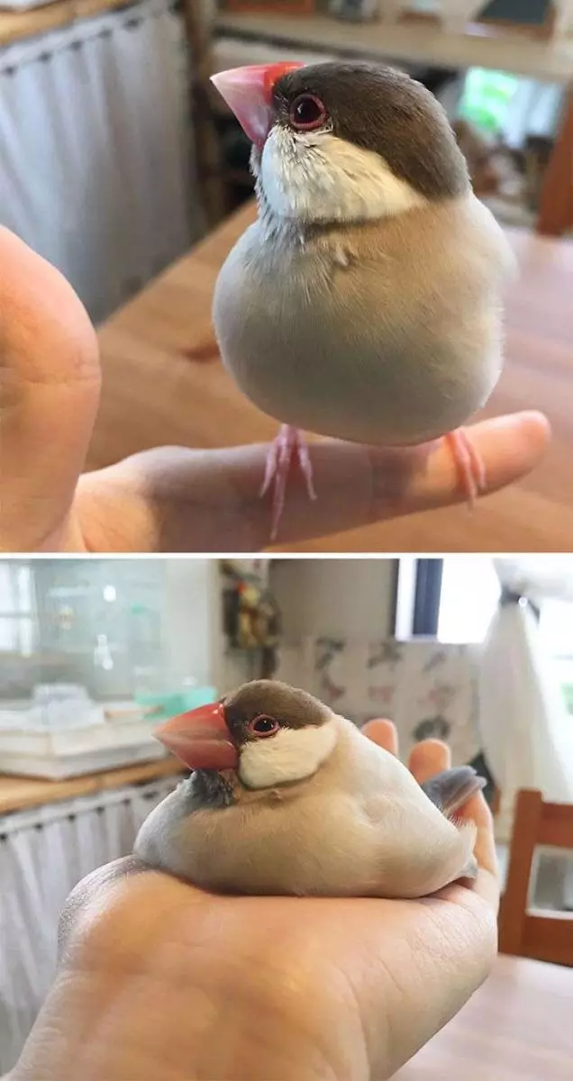 除了液體貓還有液體鳥 20張「突然就融化成麻糬」的超萌生物