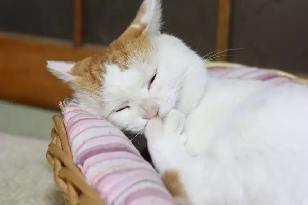 如何發現你的貓咪生病了?