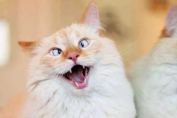如何發現你的貓咪生病了?