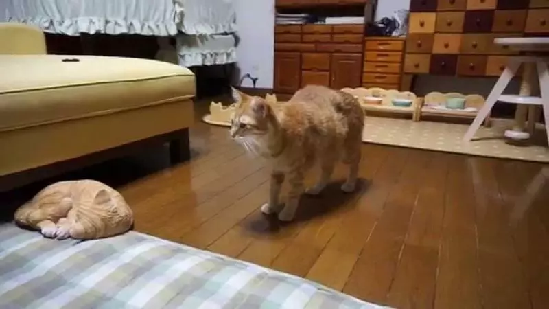 如何發現你的貓咪生病了?