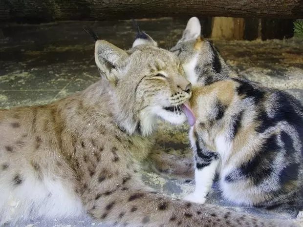 流浪小貓誤入「動物園禁區」 沒想到「跟對大哥」從此不愁吃穿