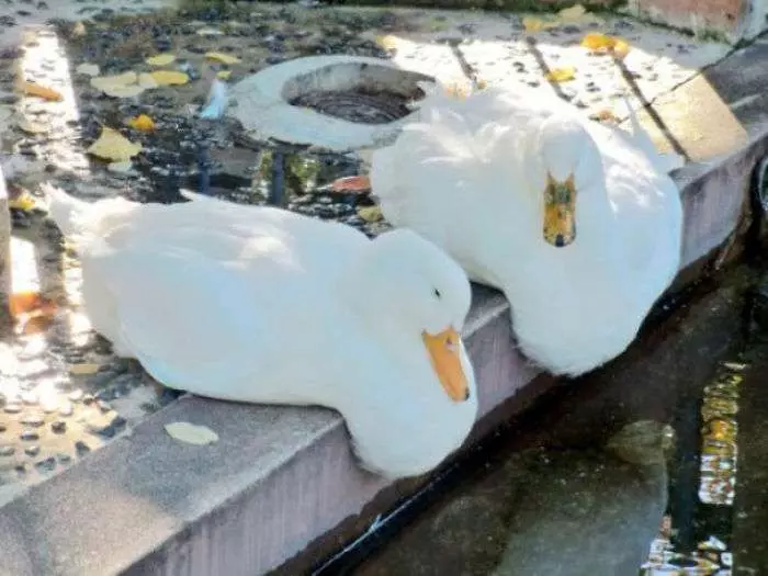 除了液體貓還有液體鳥 20張「突然就融化成麻糬」的超萌生物