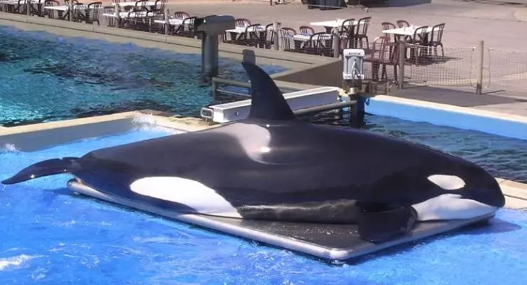 「人類不該為自私關牠」 加拿大正式通過法規:全面禁止飼養鯨豚!