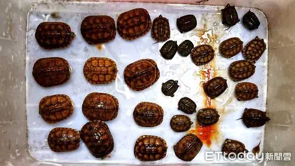 瑞芳車廠驚藏食蛇龜、柴棺龜45隻!2男自抓養龜上網賣 下場悲劇了 | ETtoday社會 | ETtoday新聞雲