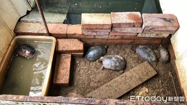 瑞芳車廠驚藏食蛇龜、柴棺龜45隻!2男自抓養龜上網賣 下場悲劇了 | ETtoday社會 | ETtoday新聞雲