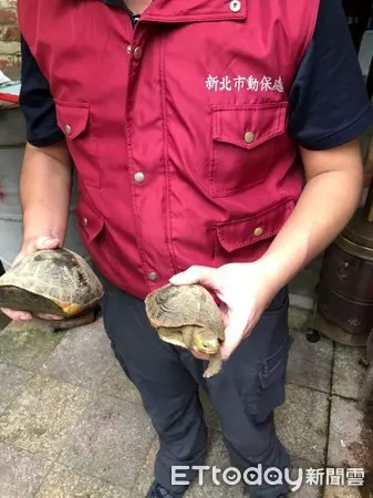 瑞芳車廠驚藏食蛇龜、柴棺龜45隻!2男自抓養龜上網賣 下場悲劇了 | ETtoday社會 | ETtoday新聞雲
