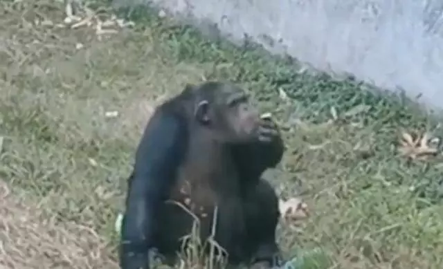 動物園黑猩猩抽菸,別拿遊客素質差當託辭!