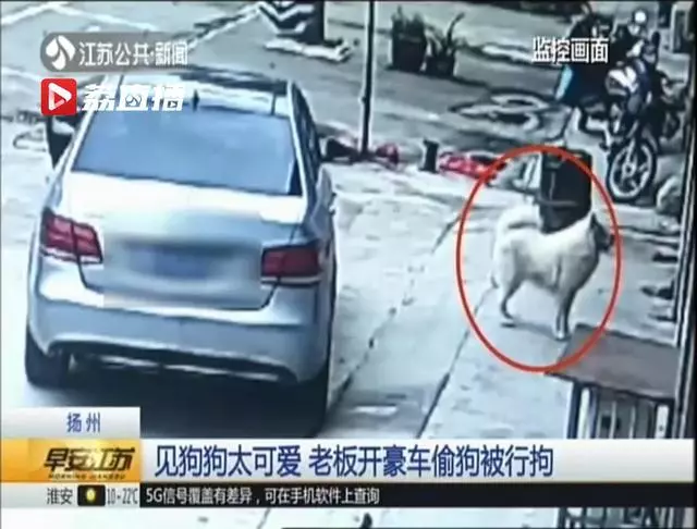 見狗太可愛 揚州一老闆開奔馳把狗偷走 結果:行拘
