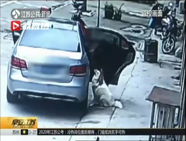 見狗太可愛 揚州一老闆開奔馳把狗偷走 結果:行拘