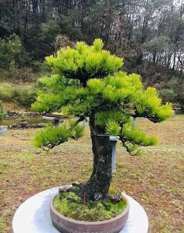 盆景基礎知識:如何讓盆景的根系更加發達