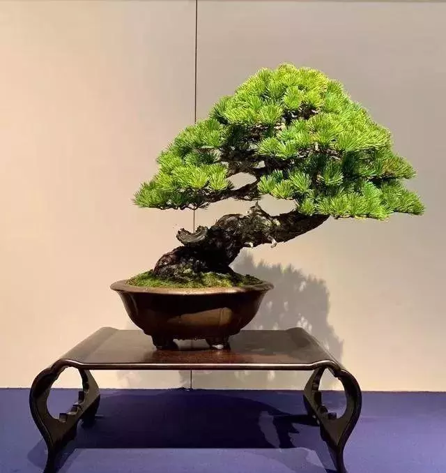 盆景基礎知識:如何讓盆景的根系更加發達