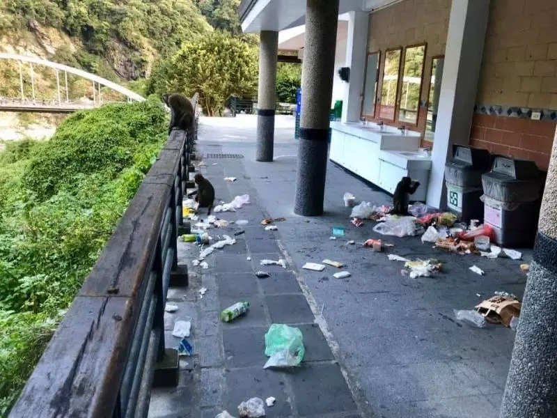 別再推給陸客!連假遊太魯閣「驚見滿地垃圾山」 網再爆照片「點出台灣人素質」:沒陸客就怪猴子