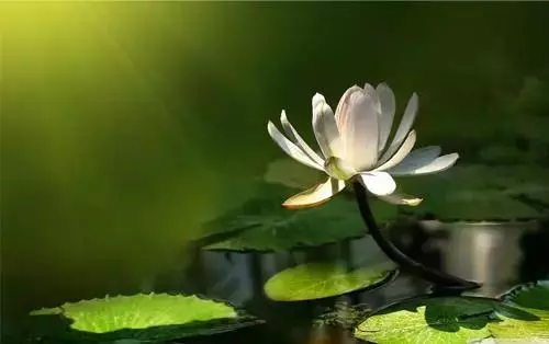 有一天,我去世了(看完淚奔)