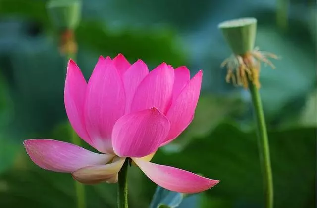 人生如日落(深度好文)