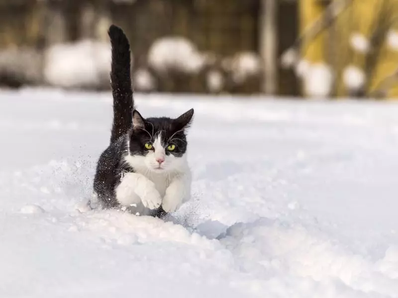 小老虎看到雪就想玩 燦笑伸舌頭「猛舔雪」玩到不顧形象啦
