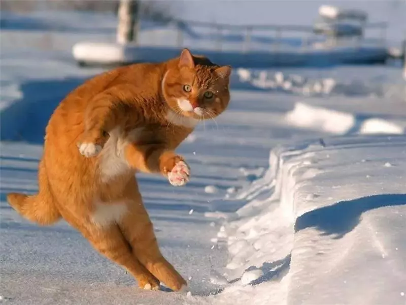 小老虎看到雪就想玩 燦笑伸舌頭「猛舔雪」玩到不顧形象啦