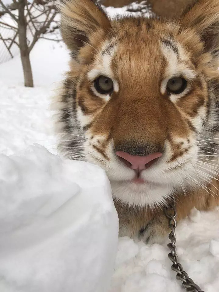 小老虎看到雪就想玩 燦笑伸舌頭「猛舔雪」玩到不顧形象啦