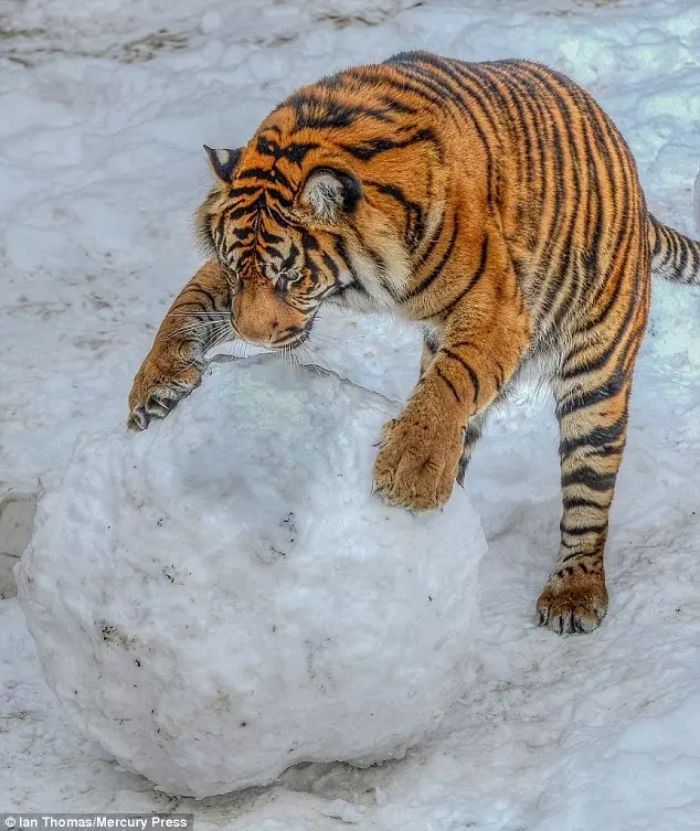 小老虎看到雪就想玩 燦笑伸舌頭「猛舔雪」玩到不顧形象啦