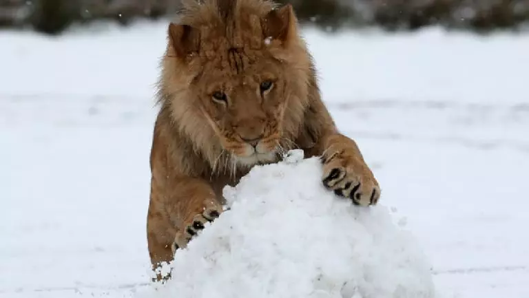 小老虎看到雪就想玩 燦笑伸舌頭「猛舔雪」玩到不顧形象啦