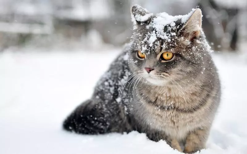 小老虎看到雪就想玩 燦笑伸舌頭「猛舔雪」玩到不顧形象啦