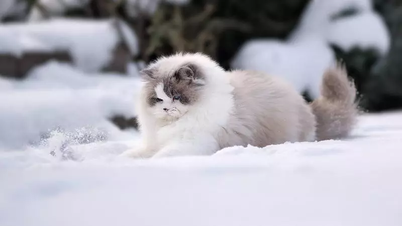 小老虎看到雪就想玩 燦笑伸舌頭「猛舔雪」玩到不顧形象啦