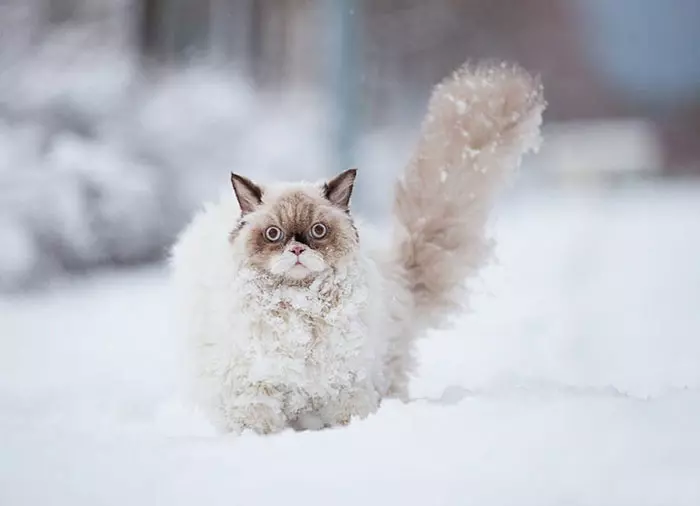 小老虎看到雪就想玩 燦笑伸舌頭「猛舔雪」玩到不顧形象啦