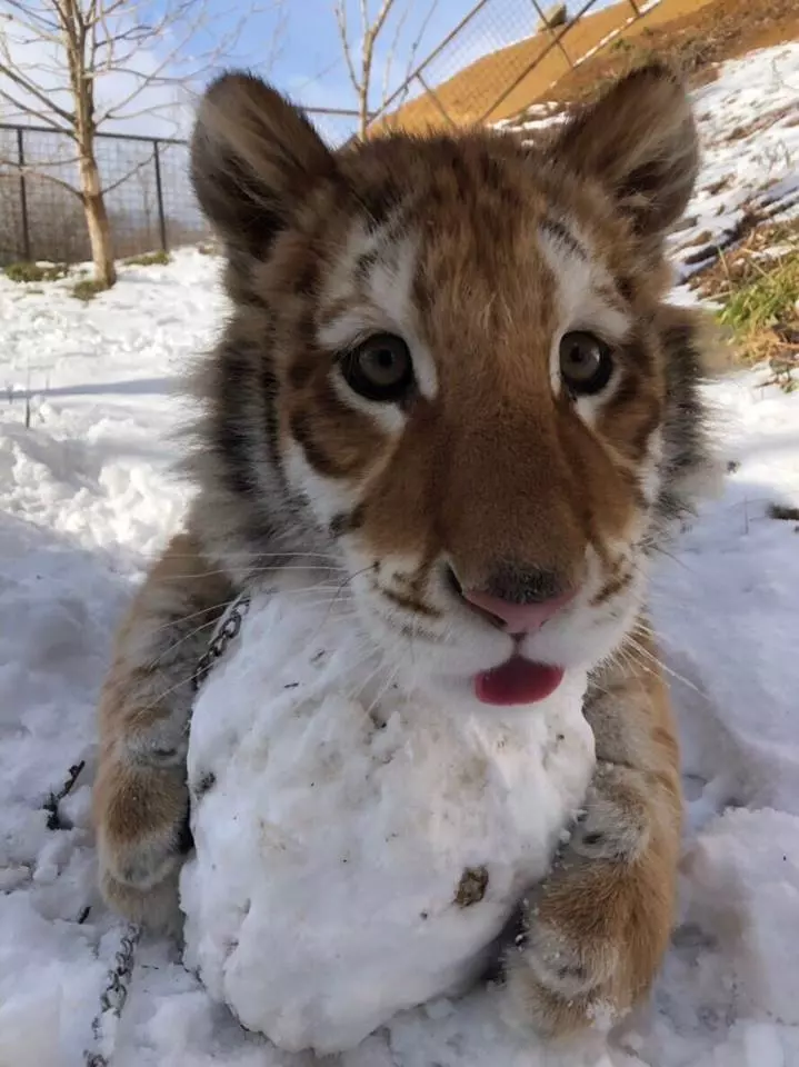 小老虎看到雪就想玩 燦笑伸舌頭「猛舔雪」玩到不顧形象啦