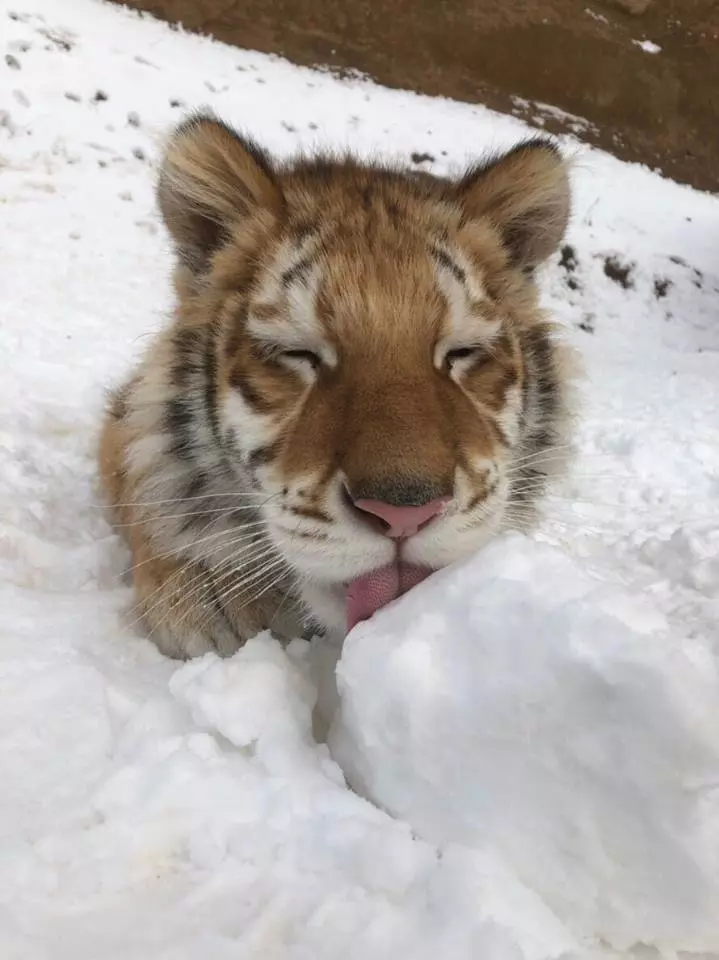 小老虎看到雪就想玩 燦笑伸舌頭「猛舔雪」玩到不顧形象啦