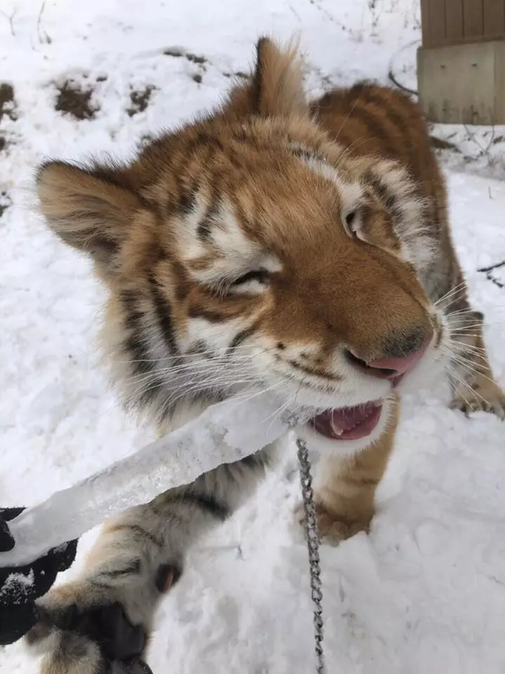 小老虎看到雪就想玩 燦笑伸舌頭「猛舔雪」玩到不顧形象啦