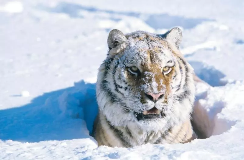 小老虎看到雪就想玩 燦笑伸舌頭「猛舔雪」玩到不顧形象啦
