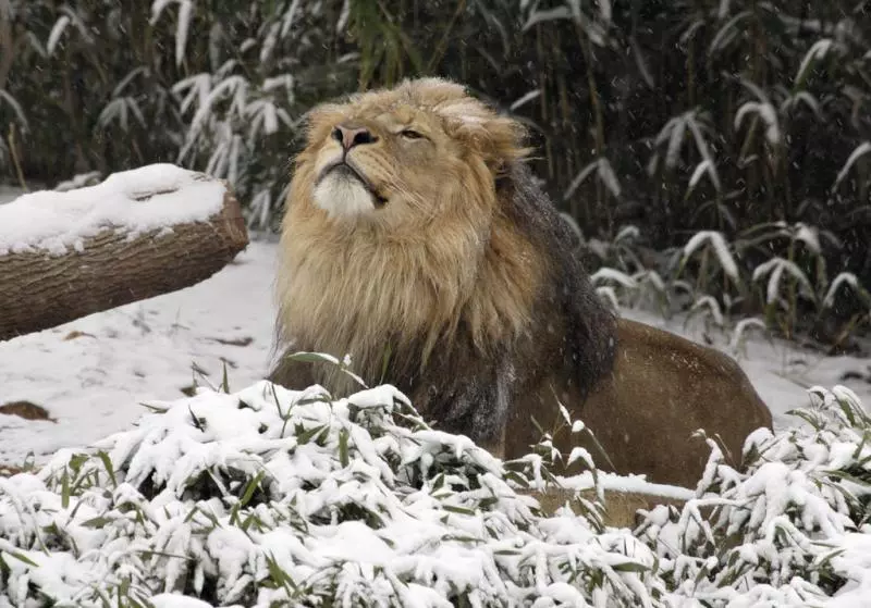 小老虎看到雪就想玩 燦笑伸舌頭「猛舔雪」玩到不顧形象啦