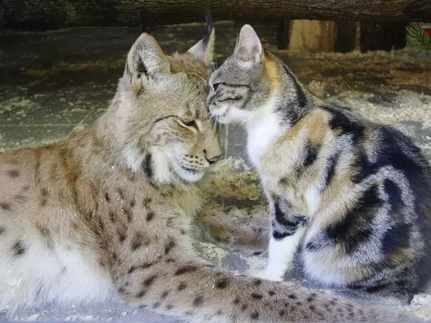 小老虎看到雪就想玩 燦笑伸舌頭「猛舔雪」玩到不顧形象啦
