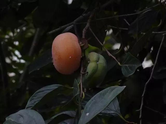 又到了吃柿子的季節,分享20種柿子的吃法,美味加分,創意加倍