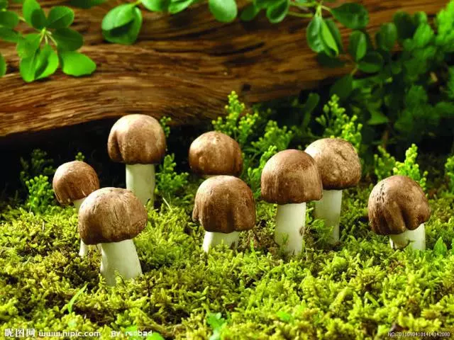 遇到不順時,默想這三句話,福報不請自來
