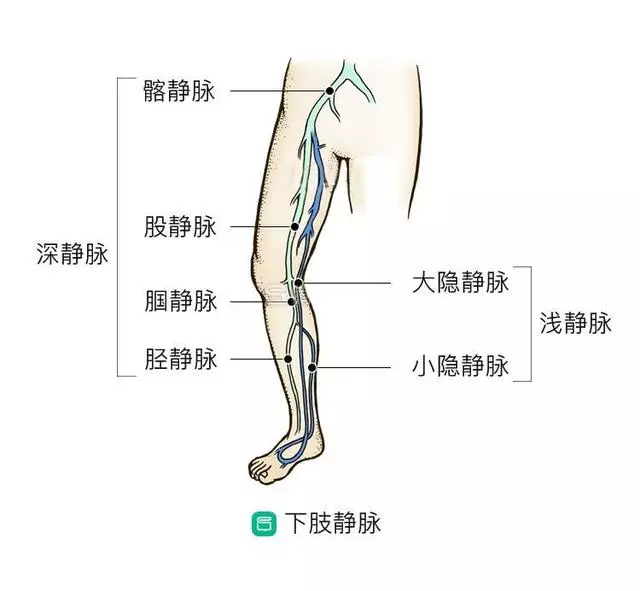 腿上「青筋」竟會導致爛腿?解密下肢靜脈曲張的10個真相