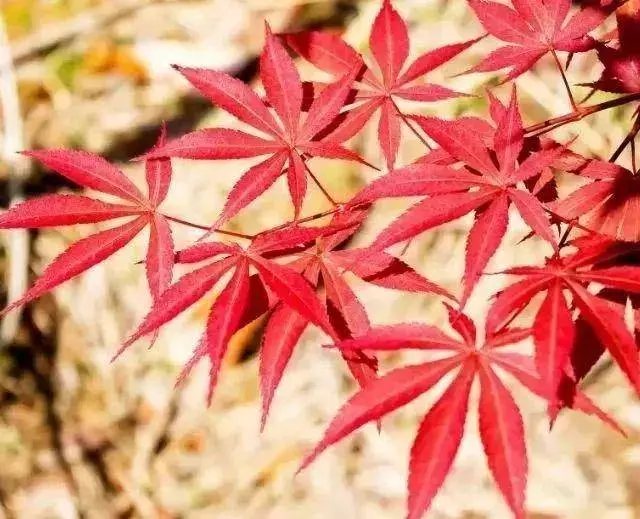 今天盡力做得,雖然辛苦,但未來發生的,都是禮物!