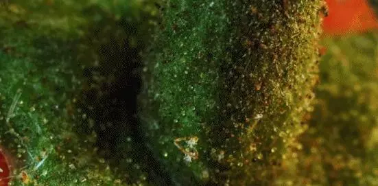 27歲小哥用三年拍攝0.0001秒,1000萬網友跪著看完:感覺自己白活了二十多年