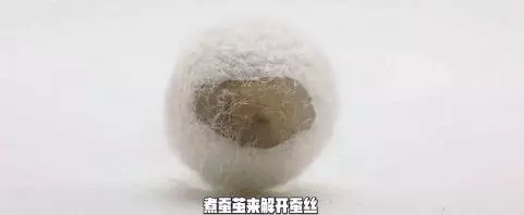 她是皮特的緋聞女友、麻省理工的「瘋子教授」:我只想改變世界