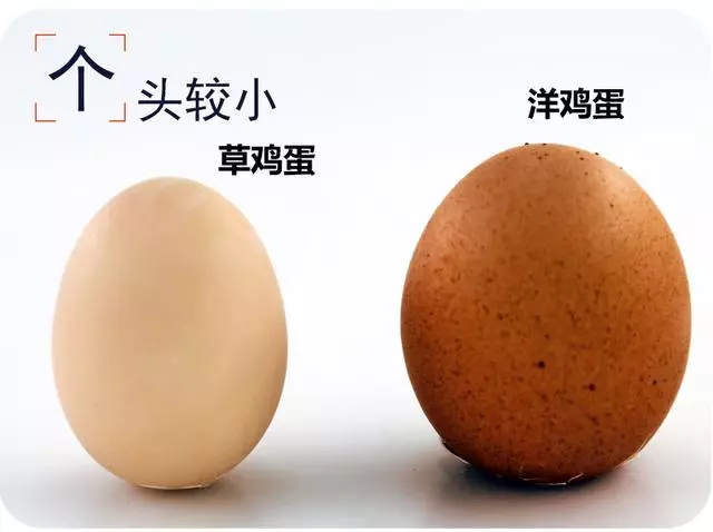 雞蛋怎麼做好吃?關於雞蛋你了解多少?附33道雞蛋的營養做法